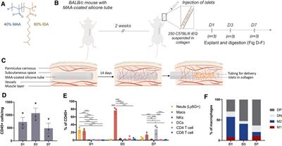 Neutrophil depletion for early allogeneic islet survival in a methacrylic acid (MAA) copolymer-induced, vascularized subcutaneous space